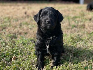 Mixed Breed dogs Otis - Ad 21