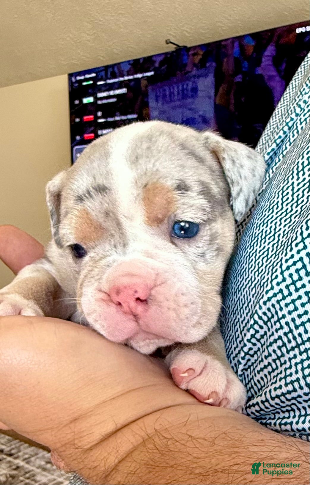 Olde English Bulldogge dogs Tri Blue Merle  - Ad 1