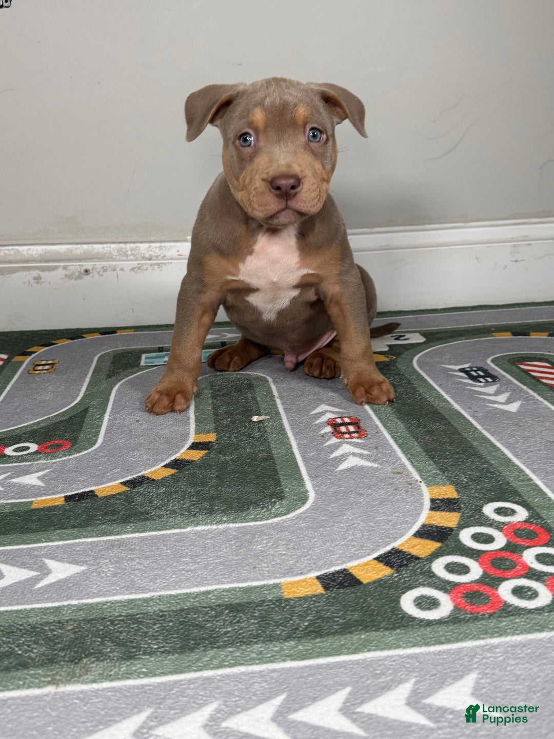 American Bully dogs for sale: King  - Ad 7