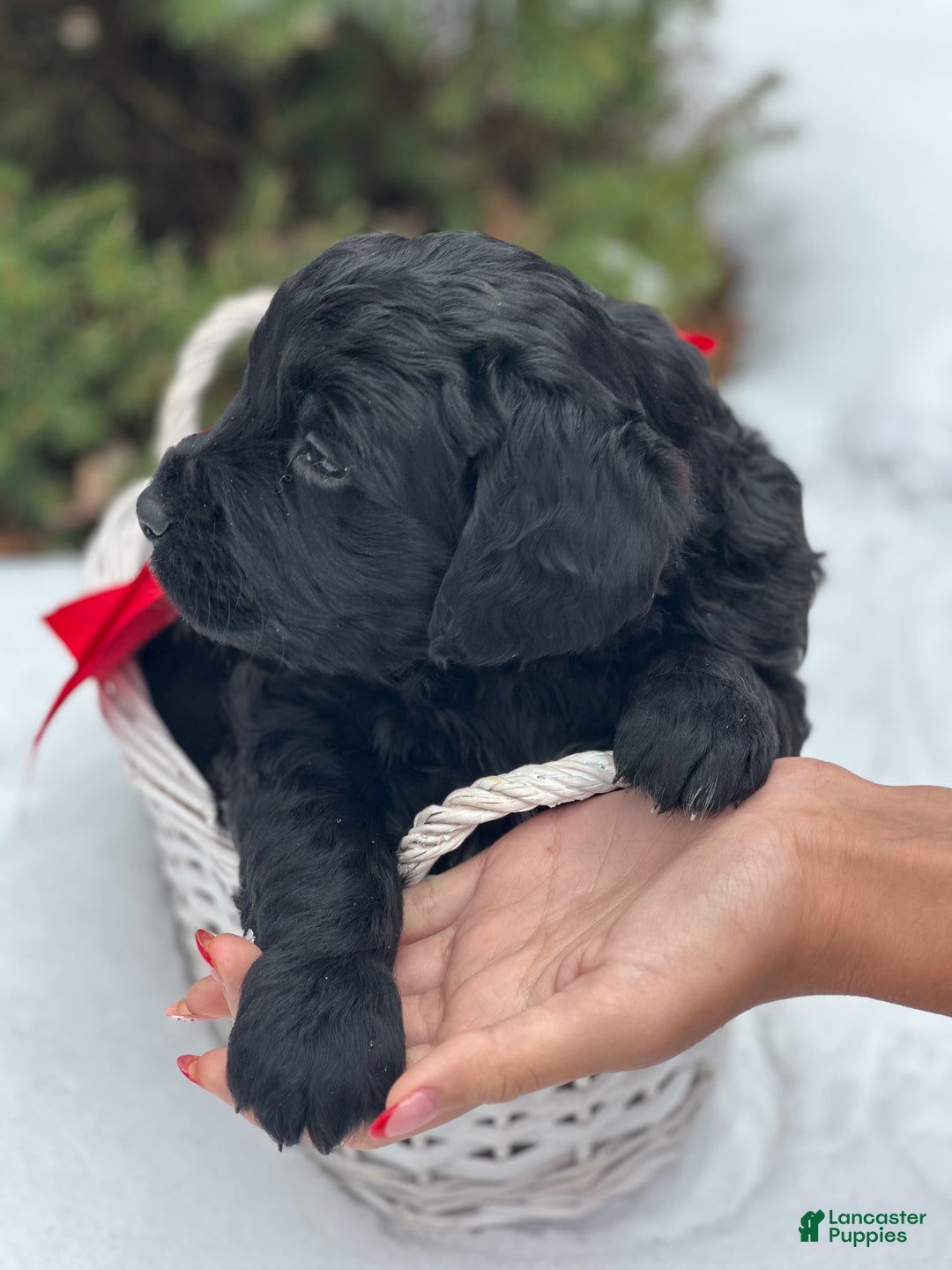 Mixed Breed dogs for sale: Dancer (Golden Mountain Doodle) - Ad 2