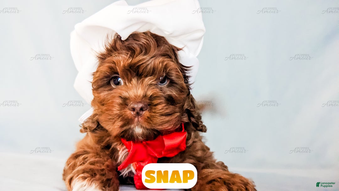 Cockapoo dogs for sale: Snap - Ad 6