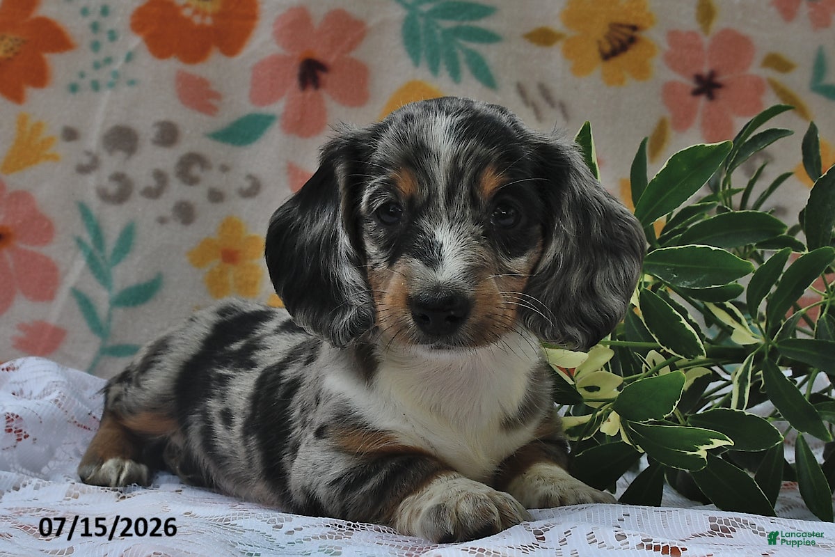 Miniature Dachshund dogs for sale: Princess - Ad 2