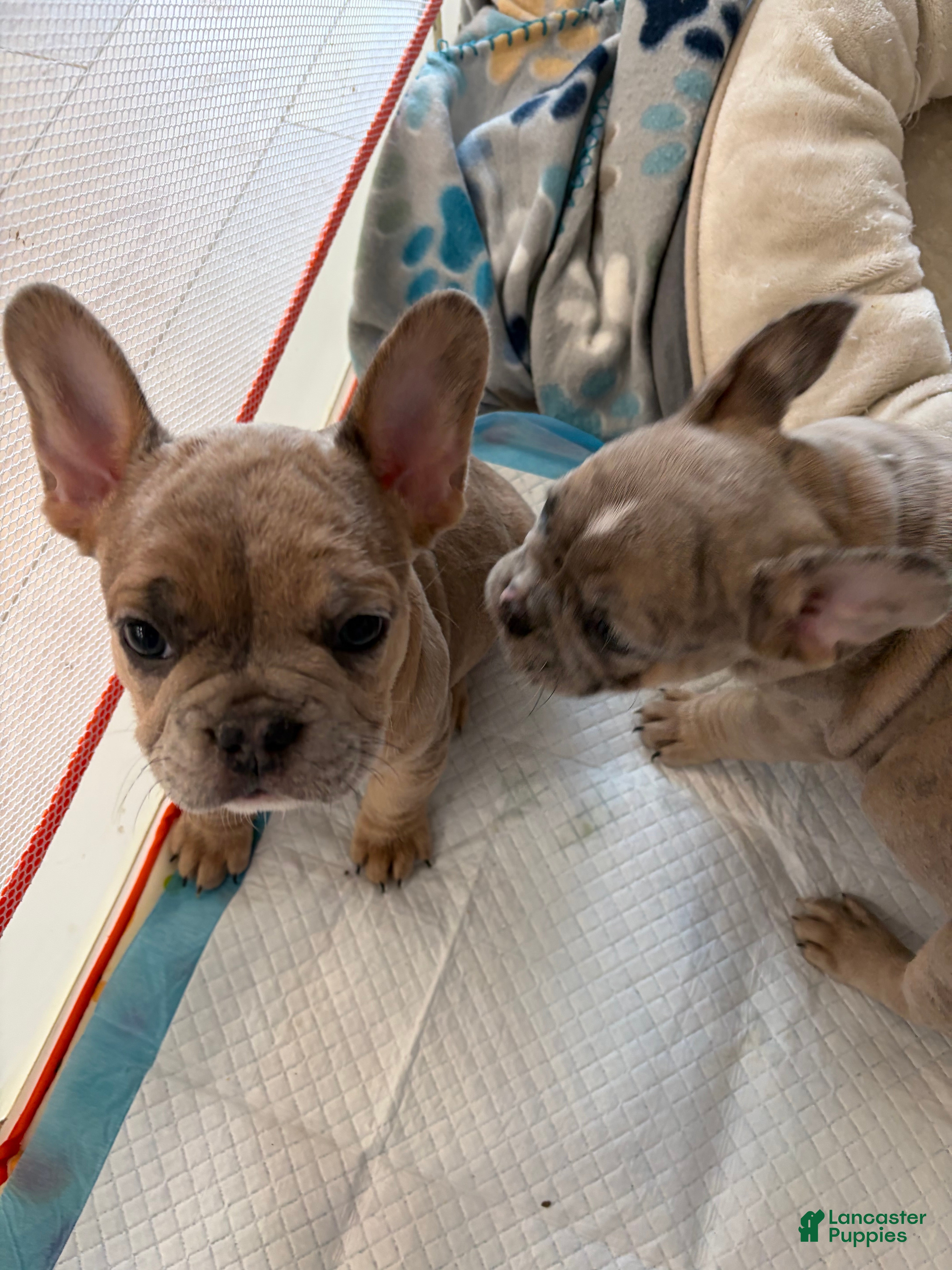 French Bulldog dogs French Bulldog Puppy 2 - Ad 1