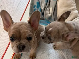 French Bulldog dogs for sale: French Bulldog Puppy 2 - Ad 2