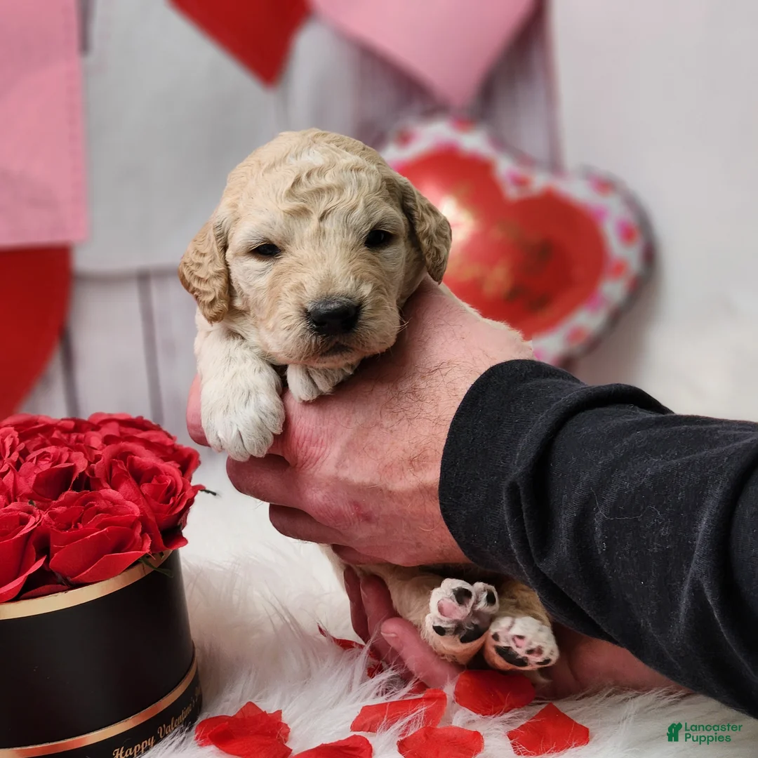 Goldendoodle dogs for sale: Frank - Ad 2