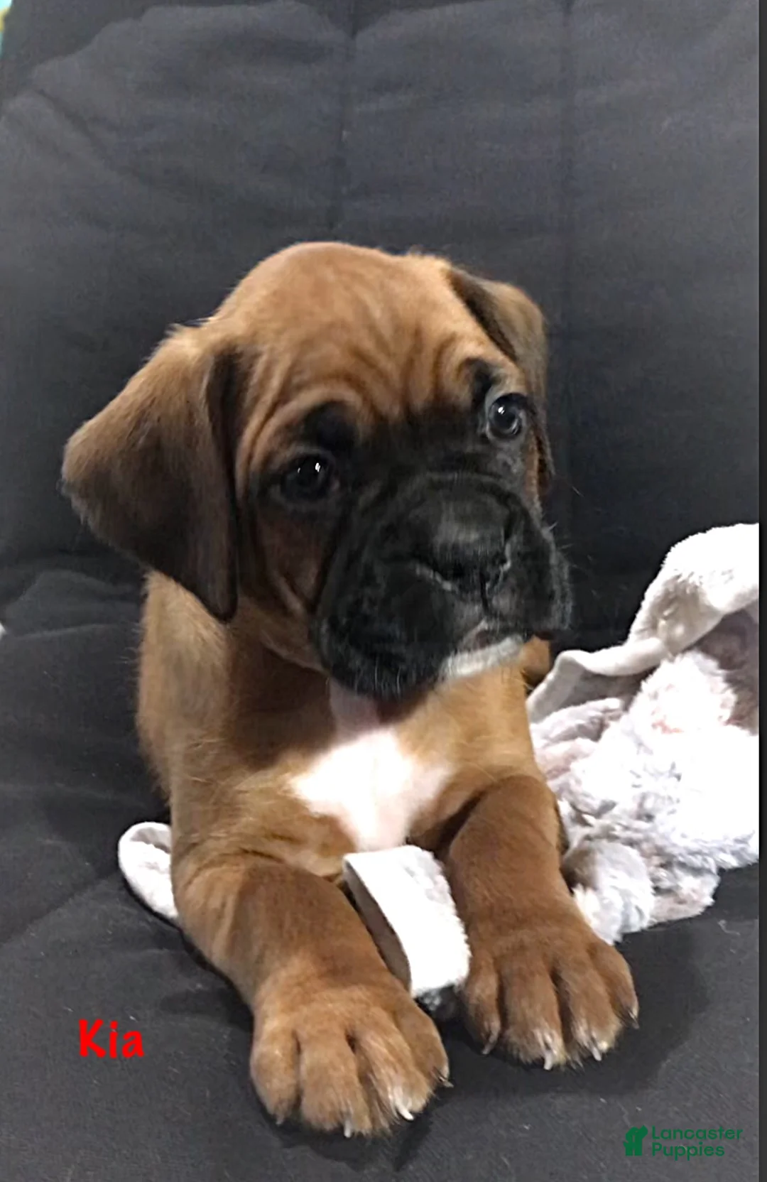 Boxer dogs for sale: Boxer Puppy 2 - Ad 2
