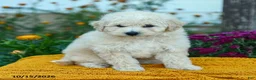 Miniature Labradoodle dogs for sale: Mochi - Ad 3