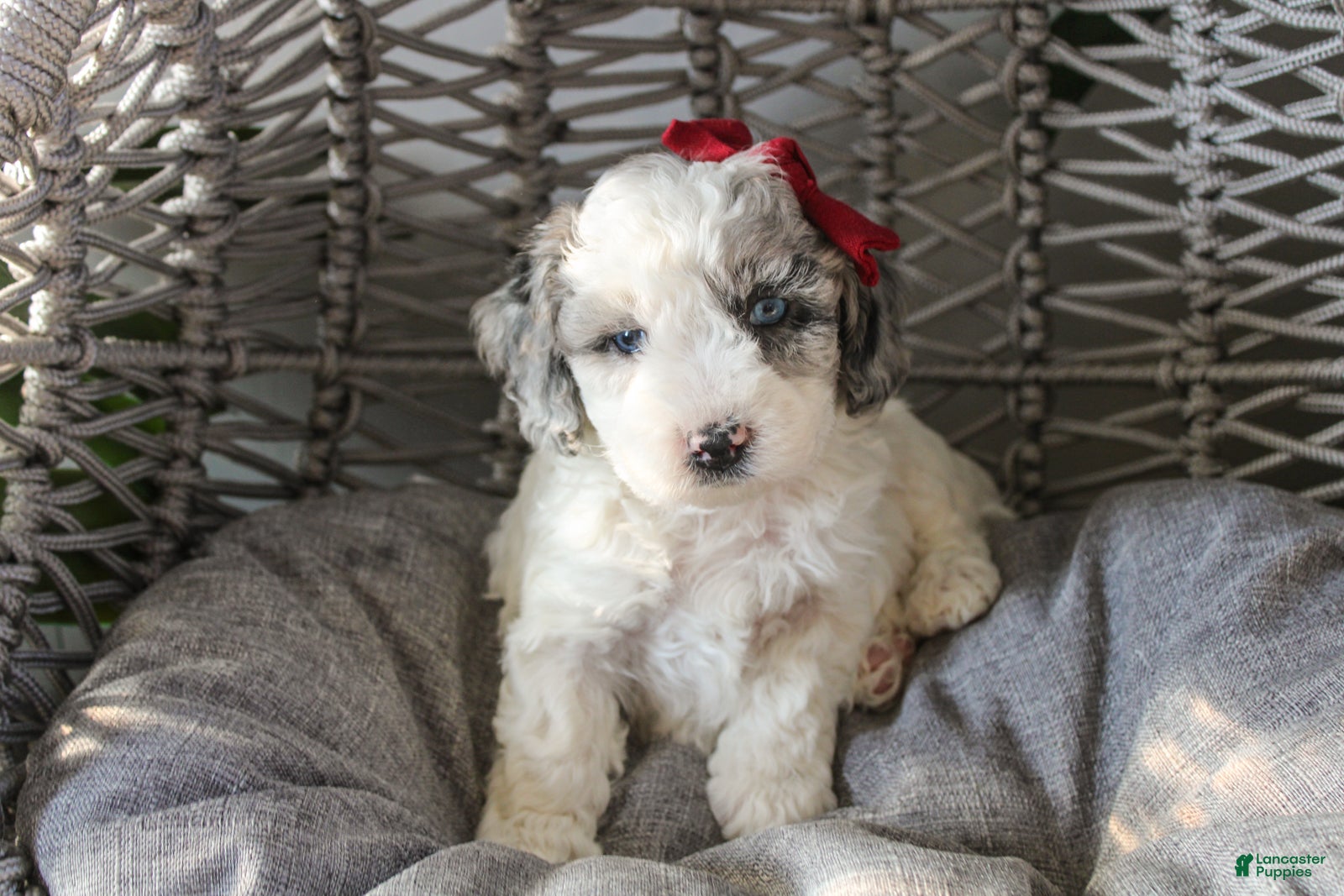 Mixed Breed dogs Eagle - Ad 2