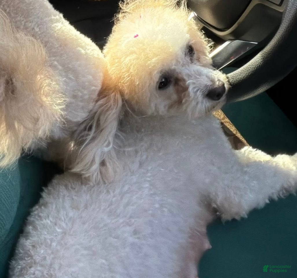 Toy Poodle dogs for sale: Toy Poodle Puppy 2 - Ad 3