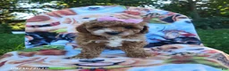 Miniature Poodle dogs for sale: Daisy - Ad 1