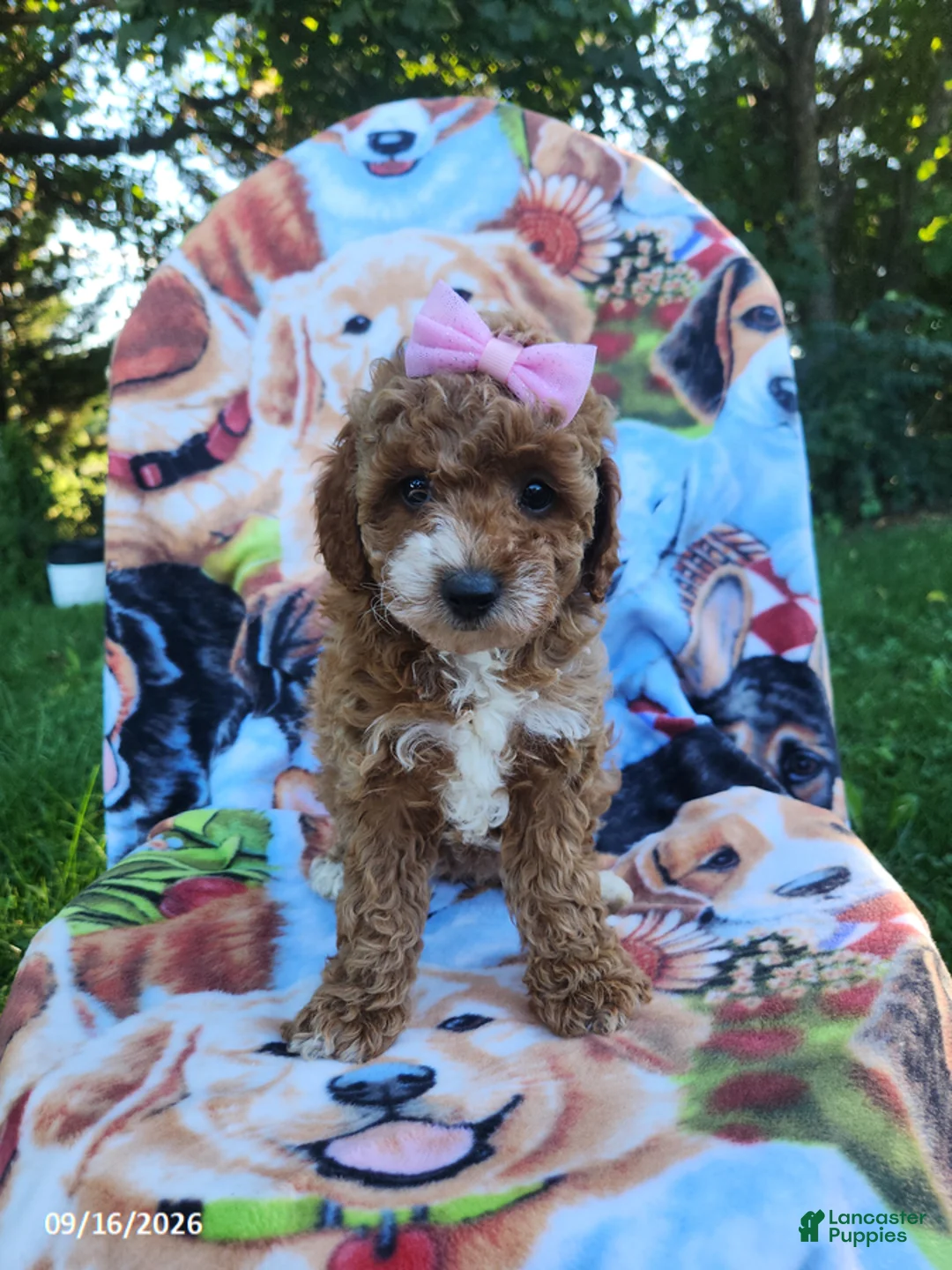 Miniature Poodle dogs for sale: Daisy - Ad 1