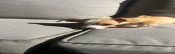 Chihuahua dogs for sale: Drake - Ad 5