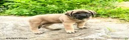English Mastiff dogs for sale: Lily - Ad 2