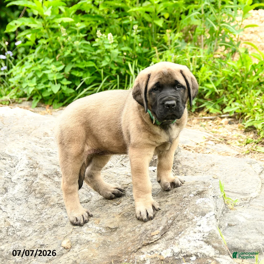 English Mastiff dogs for sale: Lily - Ad 2