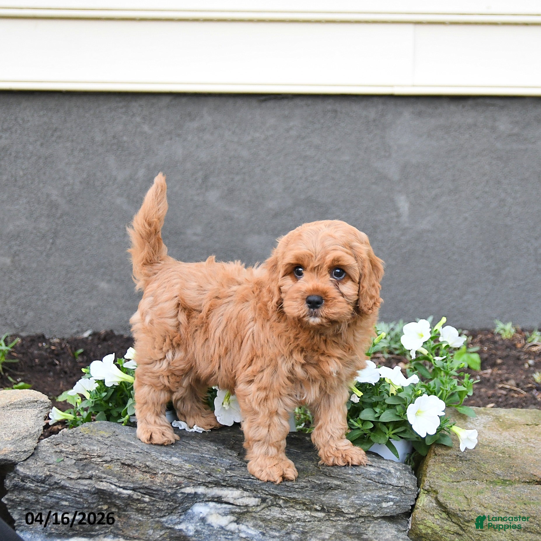 Cavapoo dogs Ernie - Ad 1