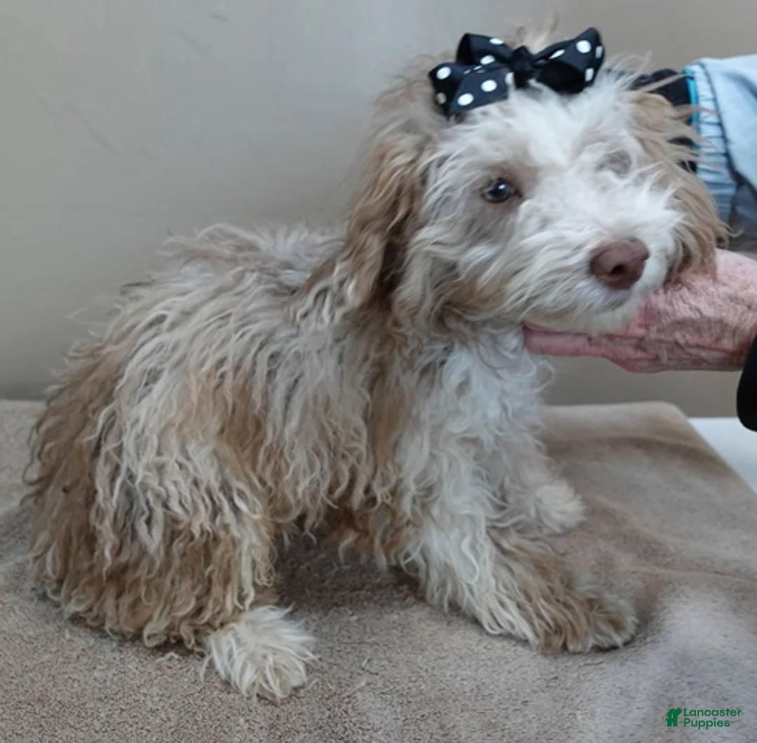 Toy Poodle dogs for sale: Chocolate merle rarest color in the world neutered - Ad 6