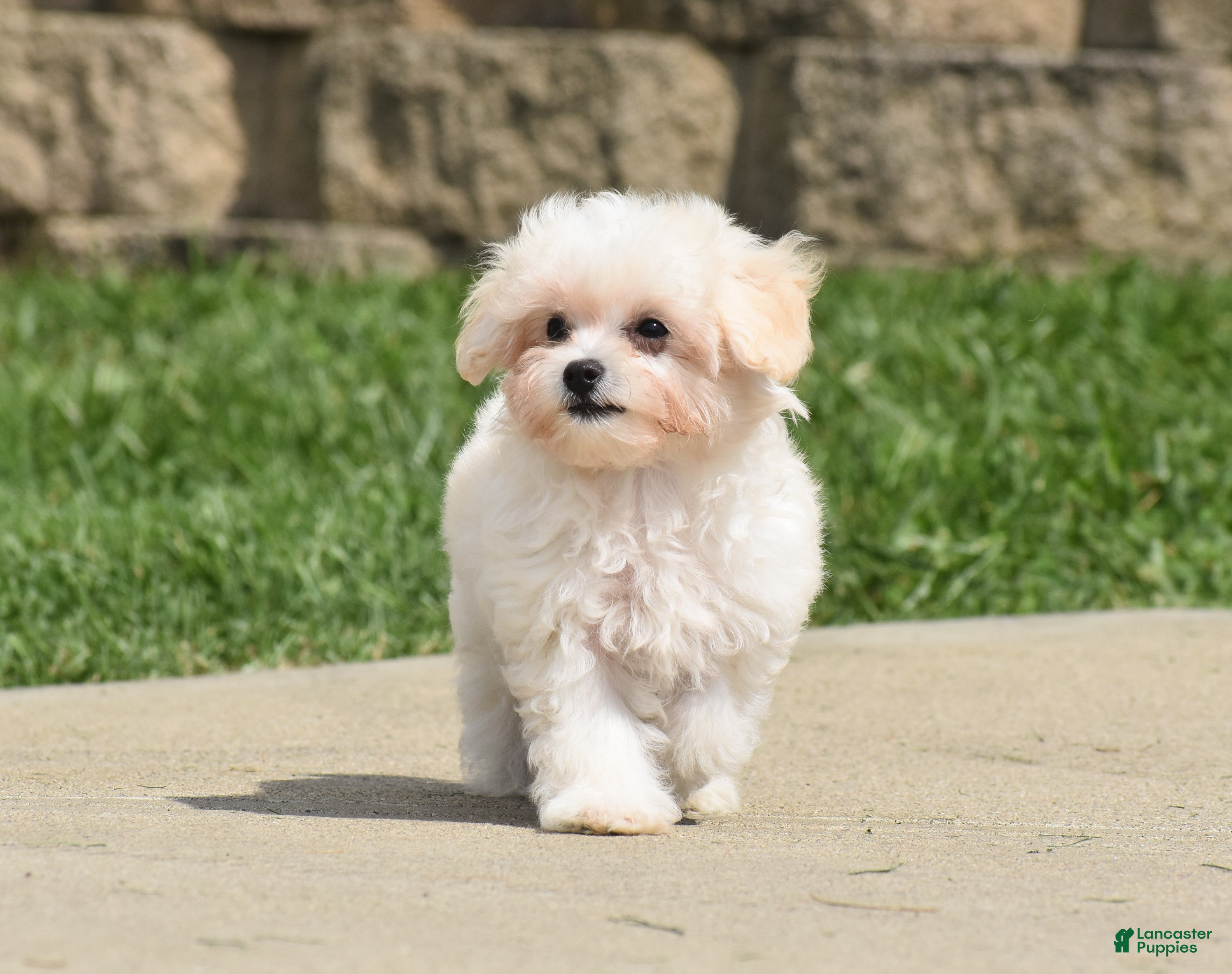 Maltipoo dogs Ace - Ad 2