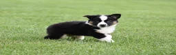 Miniature Australian Shepherd dogs for sale: Cash - Ad 9