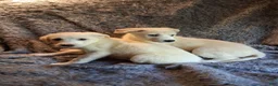 Mixed Breed dogs for sale: Snow and Ice - Ad 1