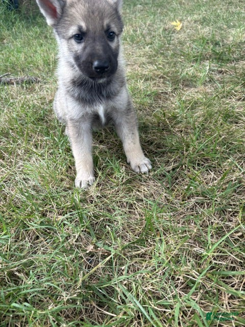 Mixed Breed dogs for sale: Mixed Breed 6 - Ad 8