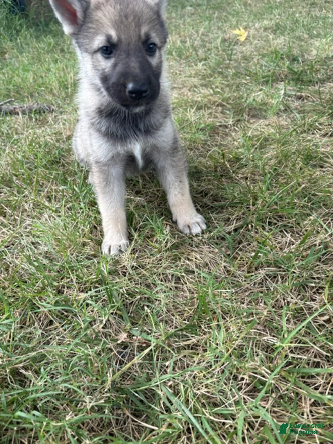Mixed Breed dogs for sale: Mixed Breed 6 - Ad 1