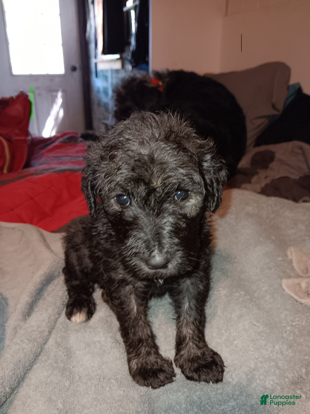 Labradoodle dogs for sale: Princess  - Ad 8