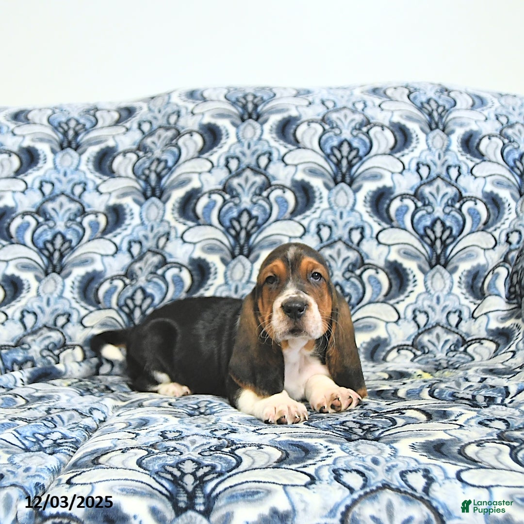 Basset Hound dogs for sale: Hilda - Ad 1