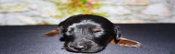 Miniature Dachshund dogs for sale: Miniature Dachshund Puppy 2 - Ad 3