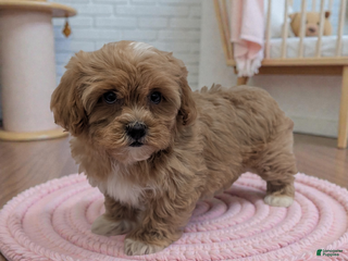 Shihpoo dogs Clover - Ad 41