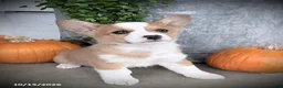 Welsh Corgi Pembroke dogs for sale: Becky - Ad 3
