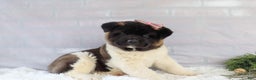Akita dogs for sale: Rosa - Ad 5