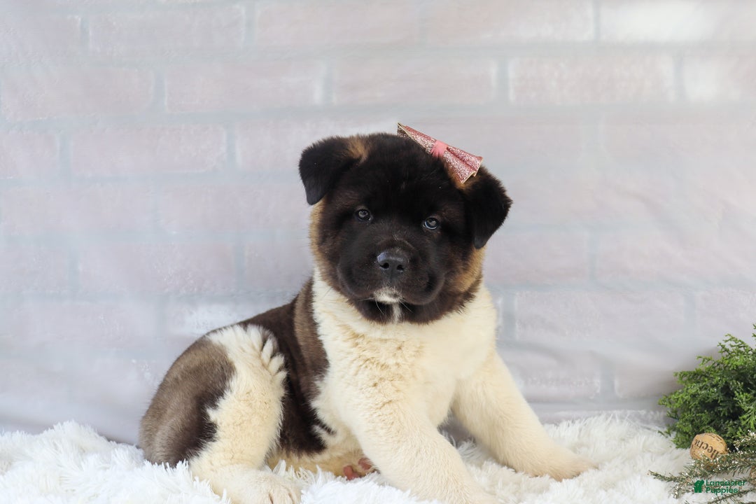 Akita dogs for sale: Rosa - Ad 5