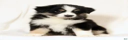 Miniature Australian Shepherd dogs for sale: Lucy - Ad 8