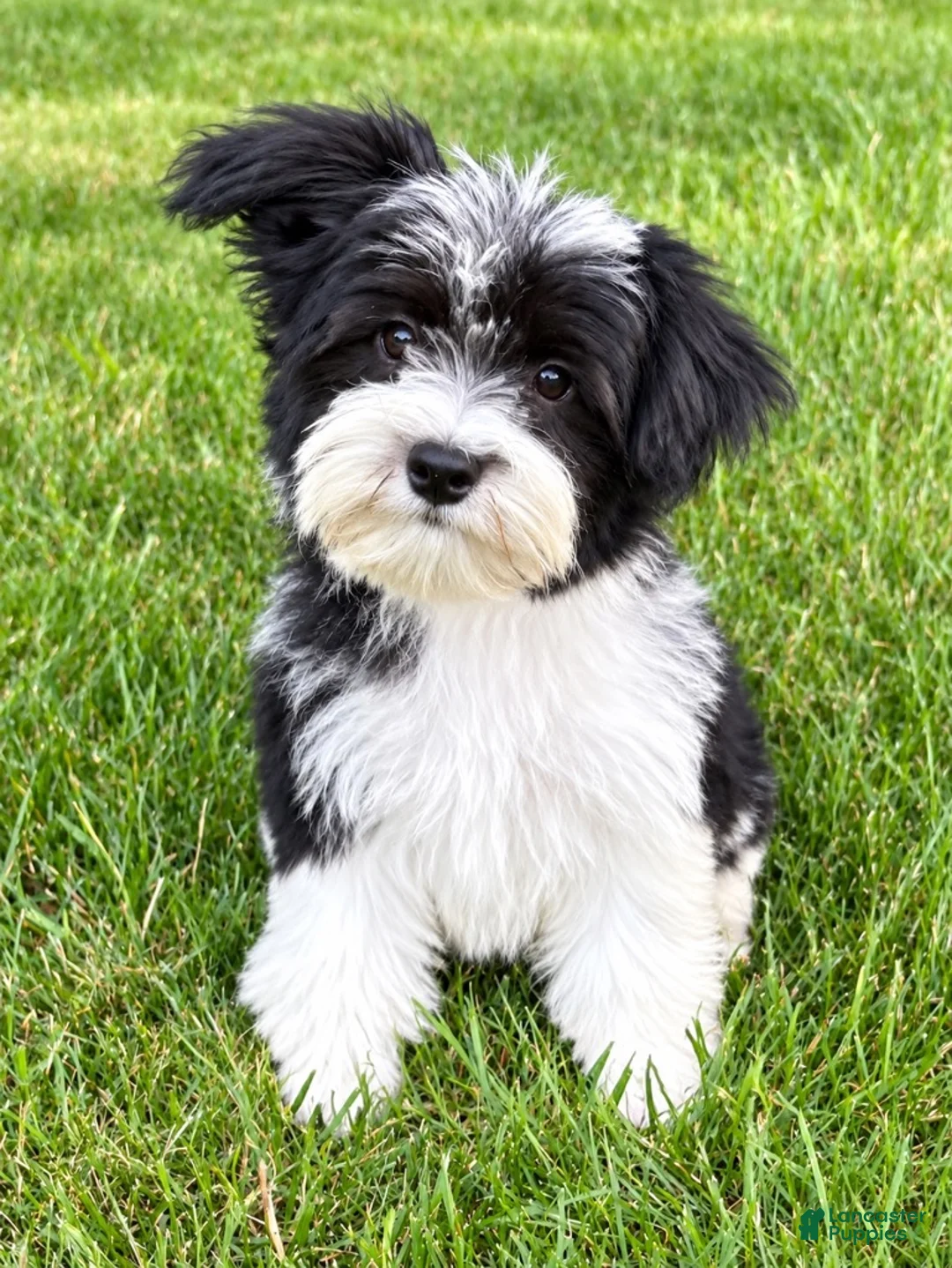 Yorkiepoo dogs for sale: Louie - Ad 4