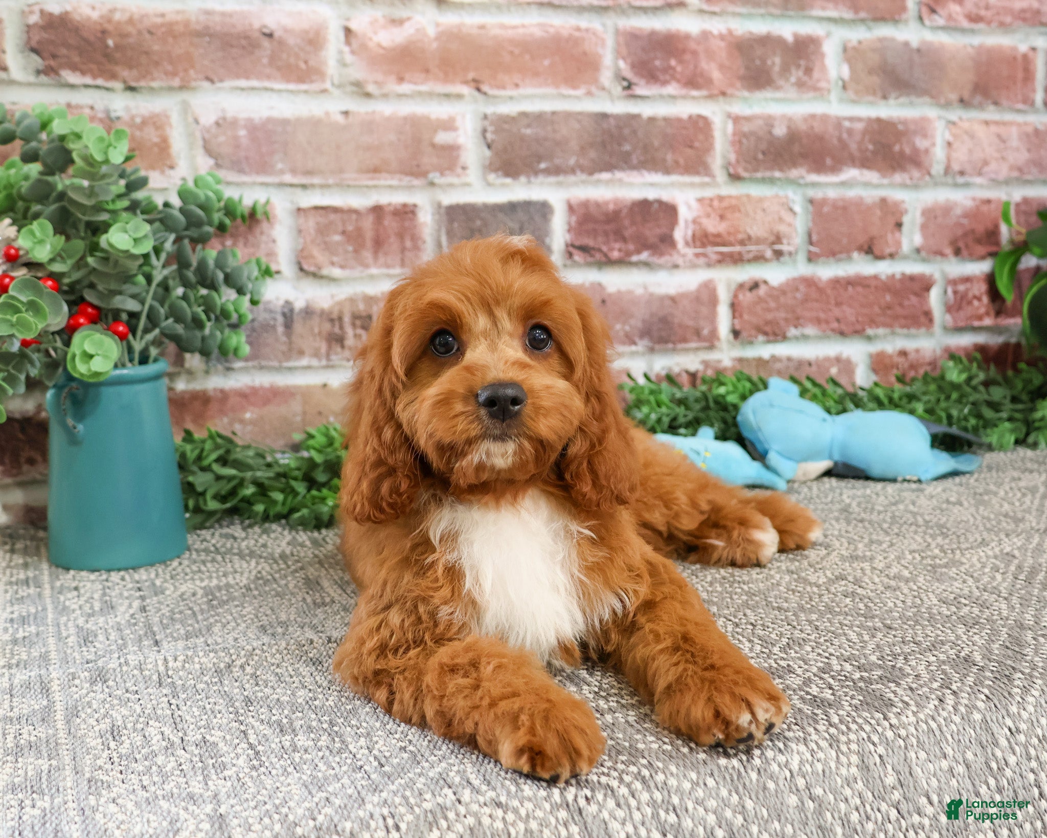 Cavapoo dogs Baxter - Ad 12
