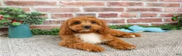Cavapoo dogs for sale: Baxter - Ad 1