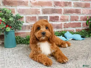 Cavapoo dogs Baxter - Ad 12