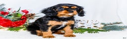 Cavalier King Charles Spaniel dogs for sale: Tinsel - Ad 14