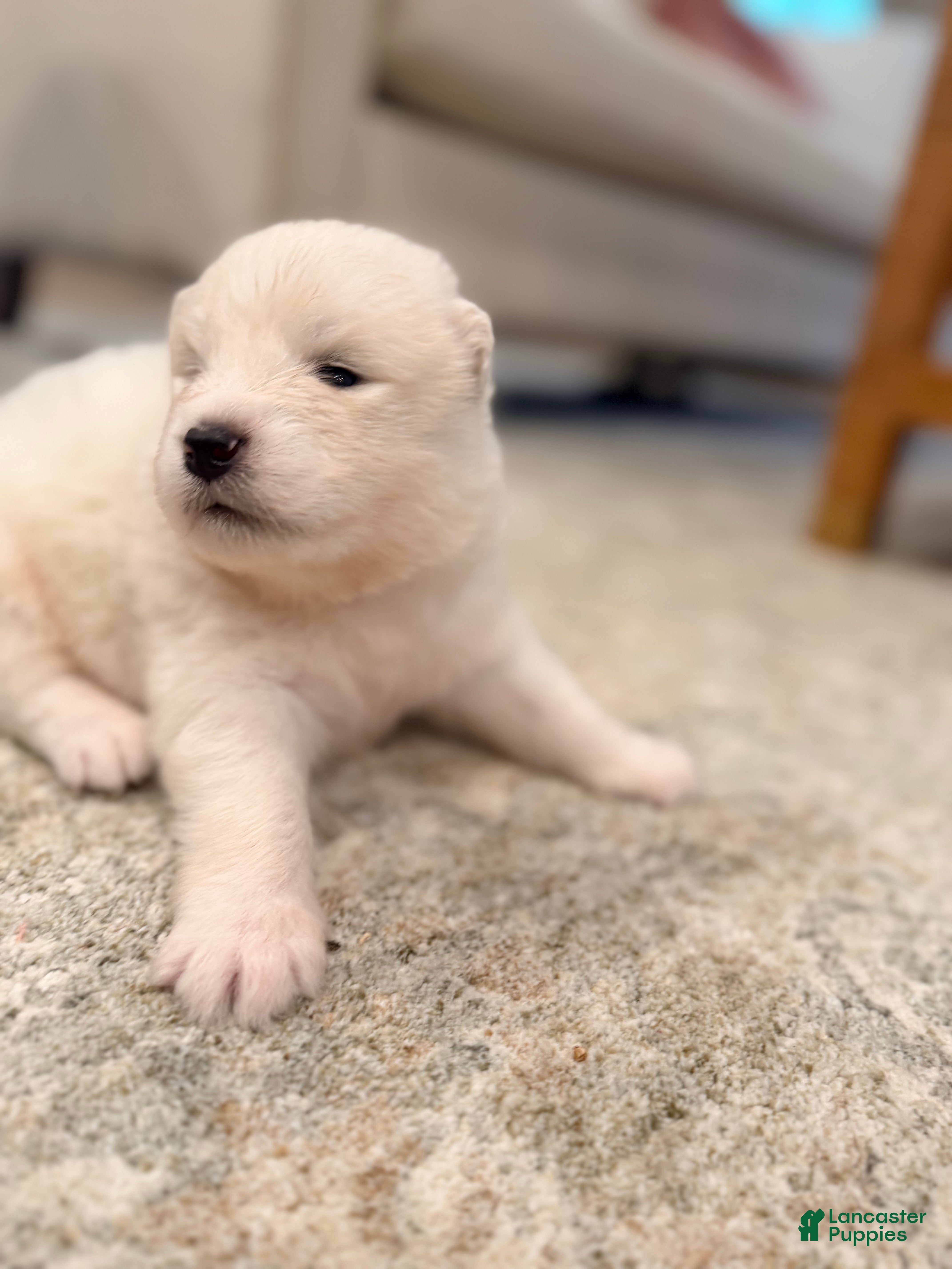 Samoyed dogs Ethel - Ad 2