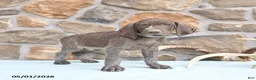 German Shorthaired Pointer dogs for sale: Fred - Ad 2