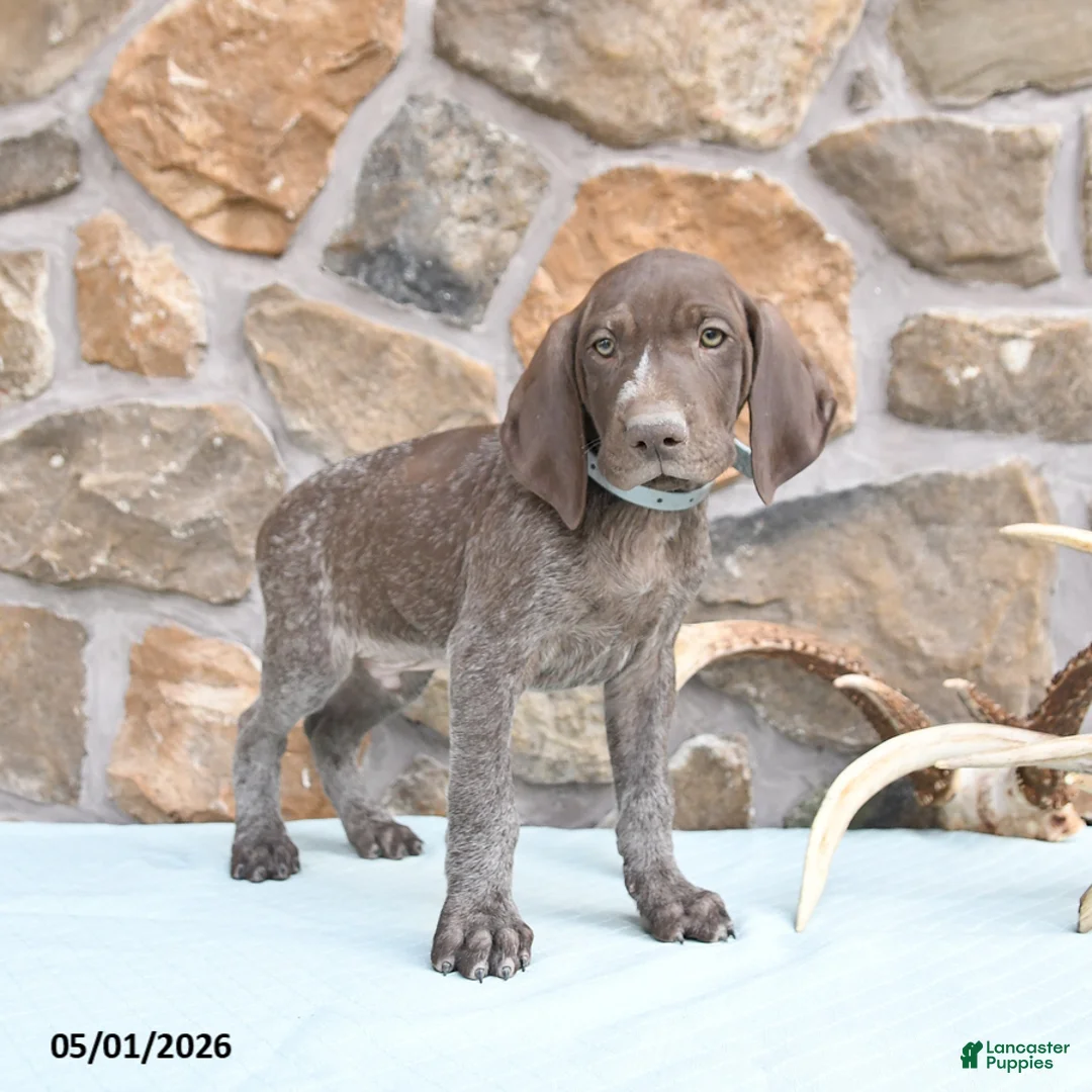 German Shorthaired Pointer dogs for sale: Fred - Ad 2