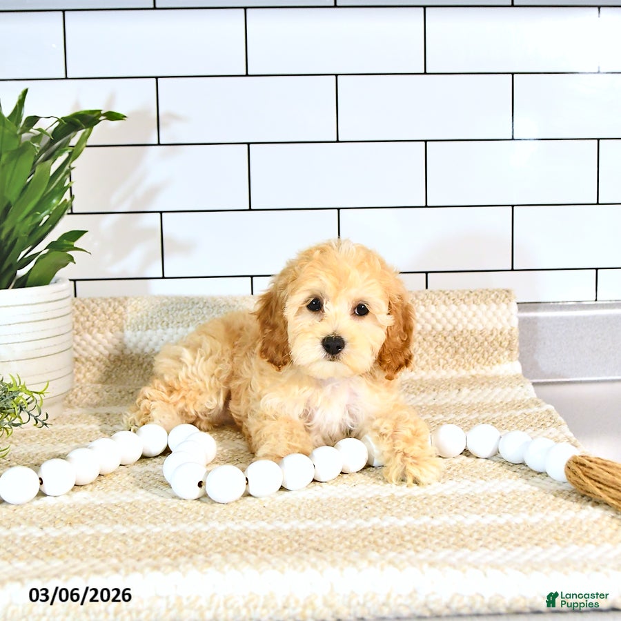 Cockapoo dogs Brody EXTRA SMALL - Ad 2