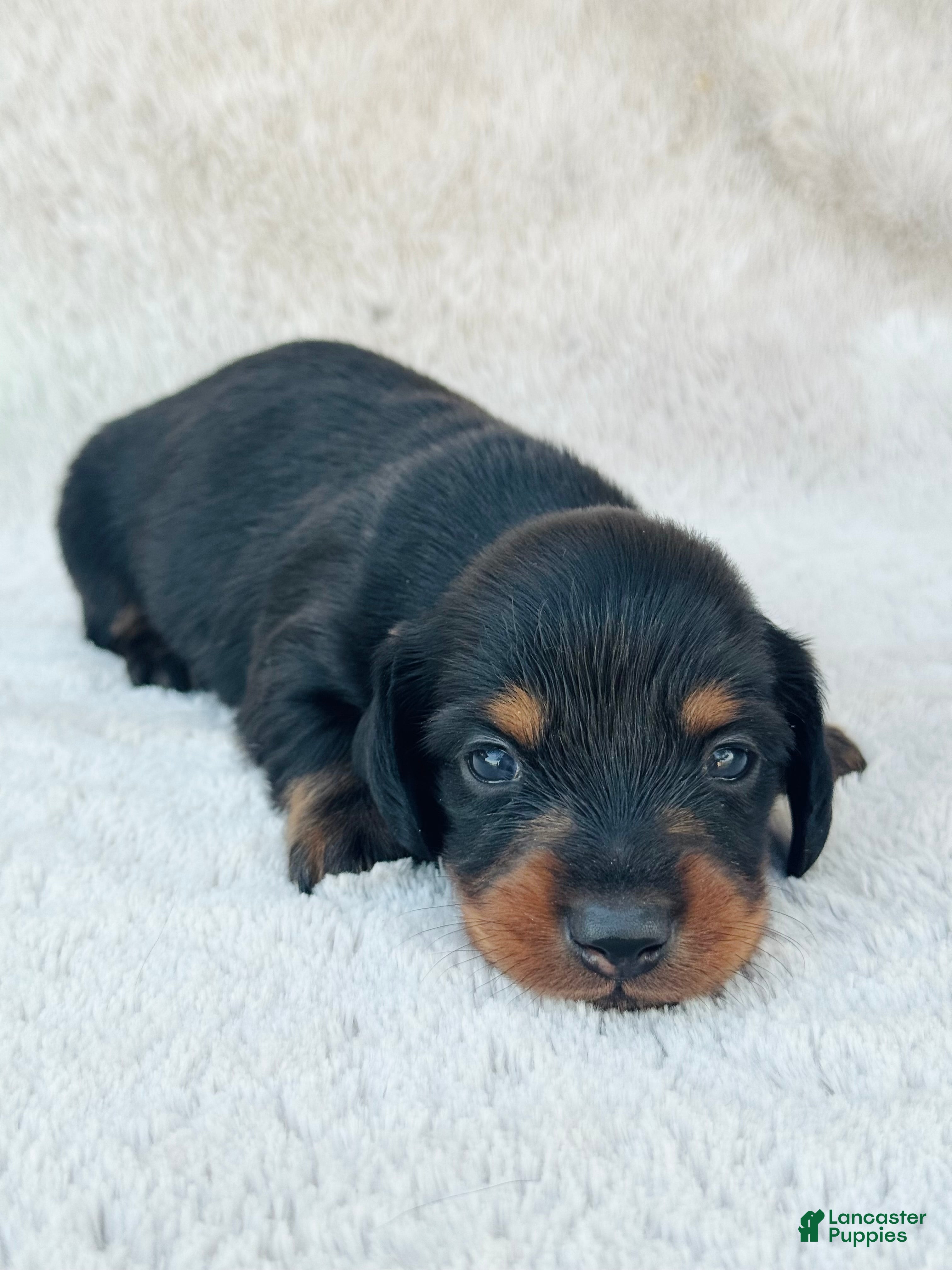 Miniature Dachshund dogs AKC Longhair Black & Tan Mini Dachshund Boy - Ad 27