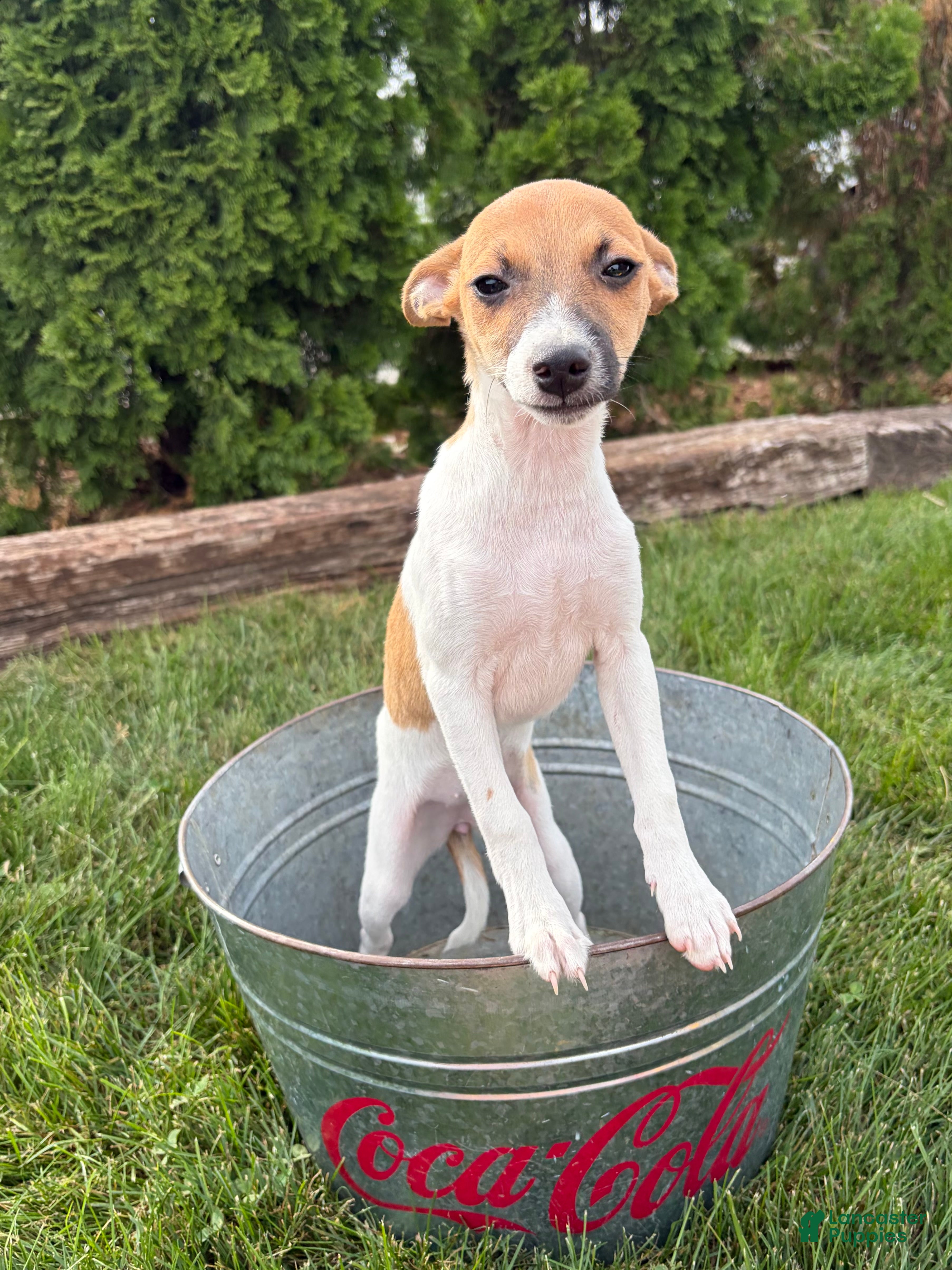 Mixed Breed dogs Stella - Ad 2
