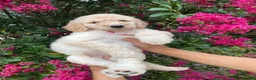 Goldendoodle dogs for sale: Lily - Ad 2
