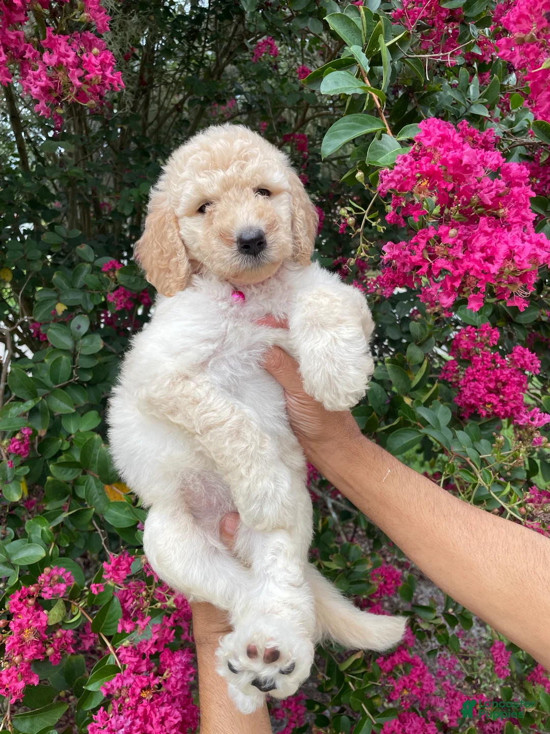 Goldendoodle dogs for sale: Lily - Ad 2