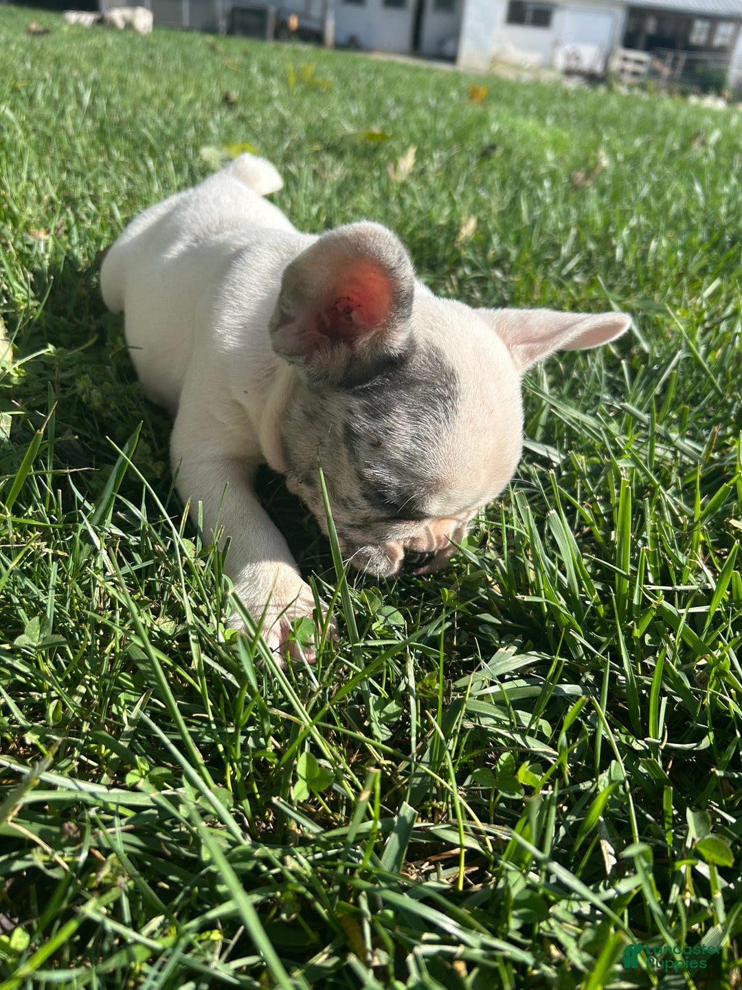 French Bulldog dogs for sale: Smokey - Ad 15