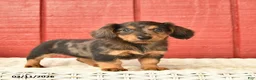 Dachshund dogs for sale: Tulip  - Ad 2