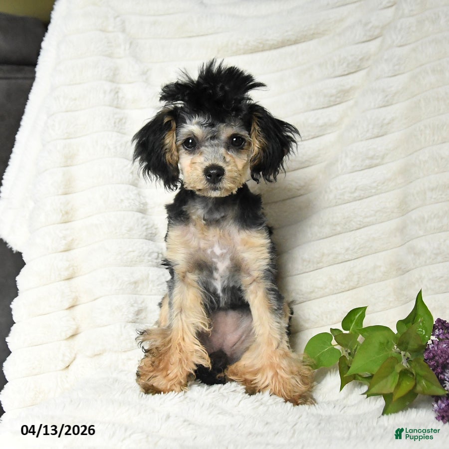 Havapoo dogs Lilac - Ad 1