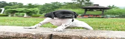 German Shorthaired Pointer dogs for sale: Holly - Ad 3